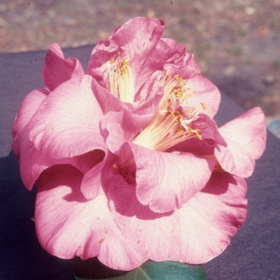 Kathie Brown